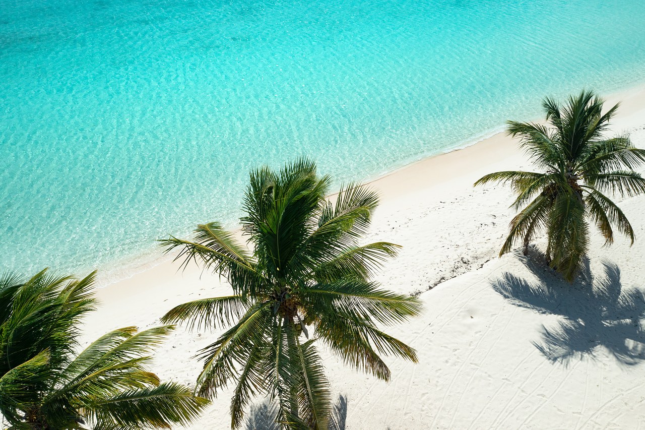 Turquoise shallows meeting a white sand beach and palm canopy on the Kenyan coast
